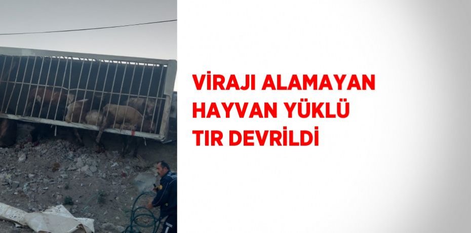 VİRAJI ALAMAYAN HAYVAN YÜKLÜ TIR DEVRİLDİ