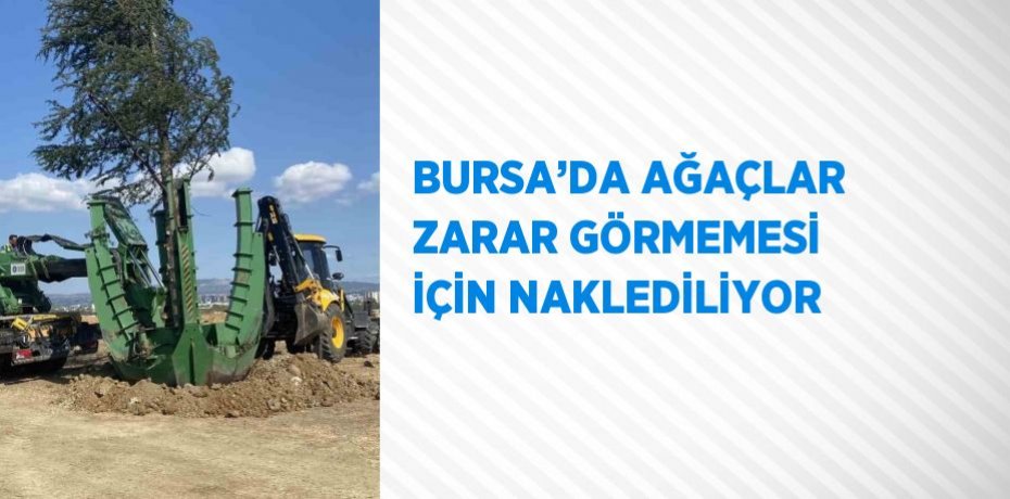 BURSA’DA AĞAÇLAR ZARAR GÖRMEMESİ İÇİN NAKLEDİLİYOR