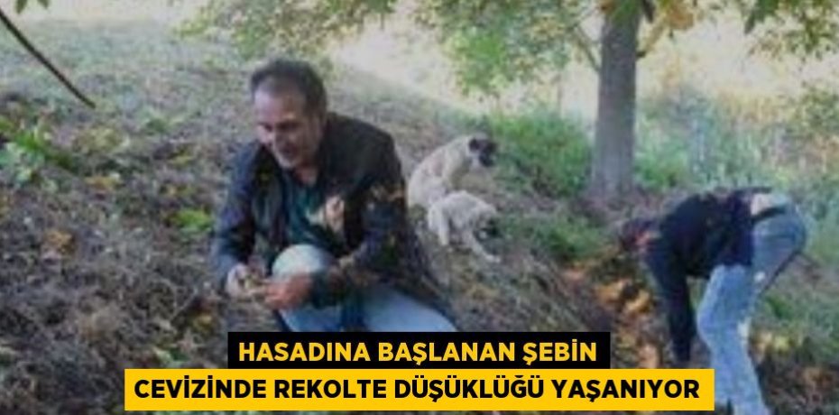 HASADINA BAŞLANAN ŞEBİN CEVİZİNDE REKOLTE DÜŞÜKLÜĞÜ YAŞANIYOR
