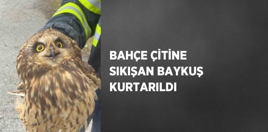BAHÇE ÇİTİNE SIKIŞAN BAYKUŞ KURTARILDI