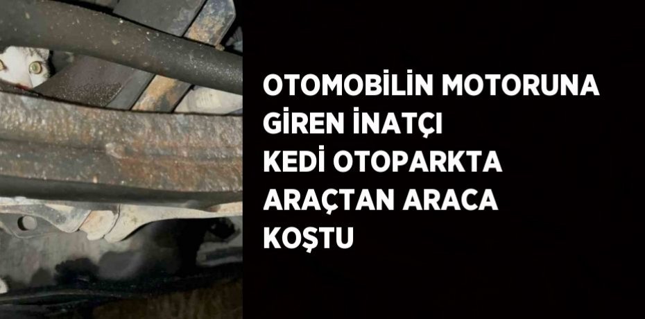 OTOMOBİLİN MOTORUNA GİREN İNATÇI KEDİ OTOPARKTA ARAÇTAN ARACA KOŞTU