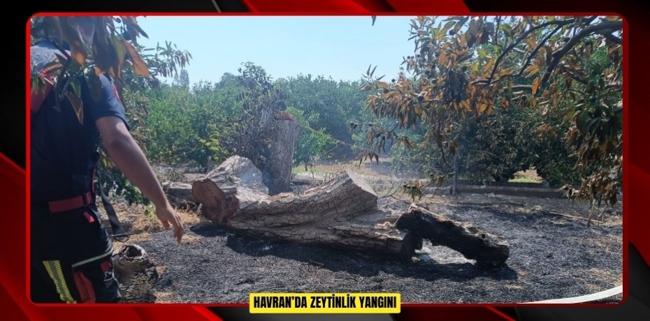 Havran’da zeytinlik yangını  