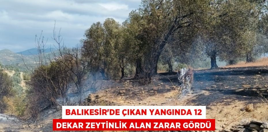 Balıkesir'de çıkan yangında 12 dekar zeytinlik alan zarar gördü