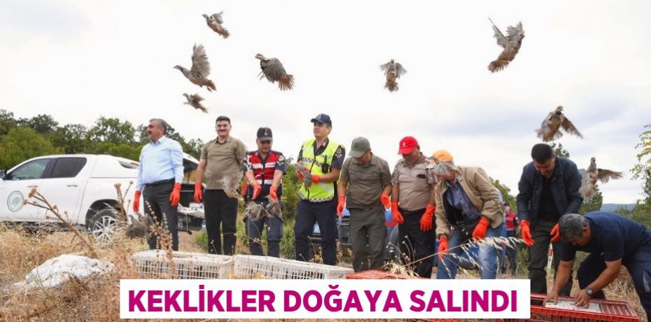 Keklikler doğaya salındı