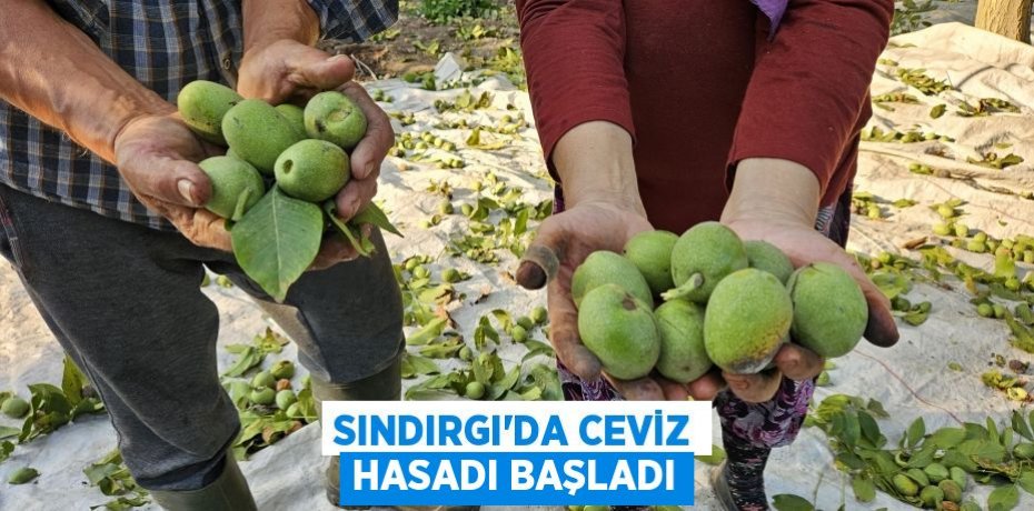 SINDIRGI’DA CEVİZ HASADI BAŞLADI