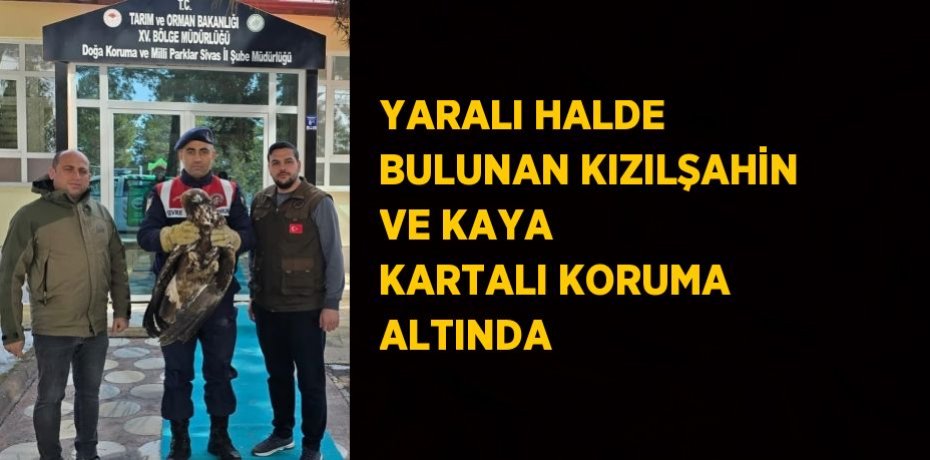 YARALI HALDE BULUNAN KIZILŞAHİN VE KAYA KARTALI KORUMA ALTINDA