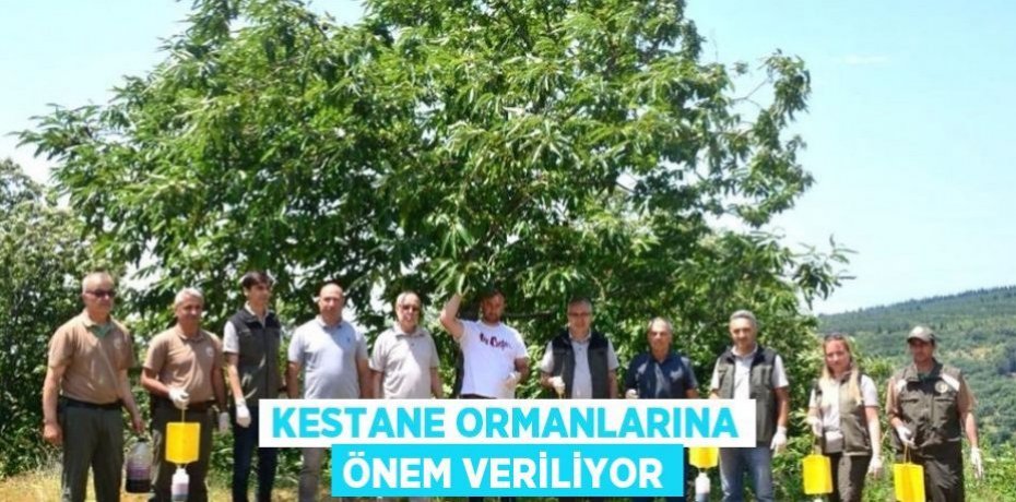 Kestane ormanlarına önem veriliyor