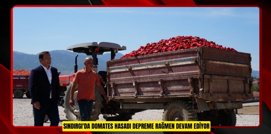 Sındırgı'da domates hasadı depreme rağmen devam ediyor