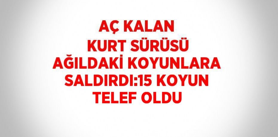 AÇ KALAN KURT SÜRÜSÜ AĞILDAKİ KOYUNLARA SALDIRDI:15 KOYUN TELEF OLDU