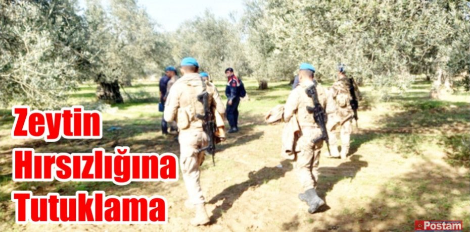 Zeytin Hırsızlığına Tutuklama