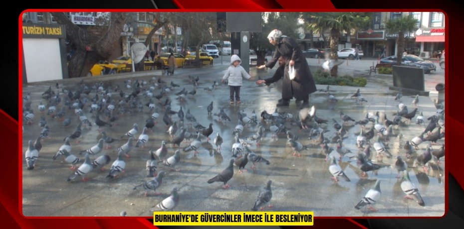 Burhaniye'de güvercinler imece ile besleniyor  