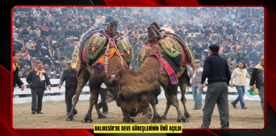 Balıkesir'de deve güreşlerinin önü açıldı  