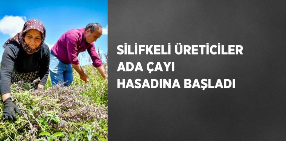 SİLİFKELİ ÜRETİCİLER ADA ÇAYI HASADINA BAŞLADI