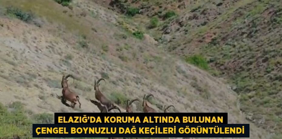 ELAZIĞ’DA KORUMA ALTINDA BULUNAN ÇENGEL BOYNUZLU DAĞ KEÇİLERİ GÖRÜNTÜLENDİ