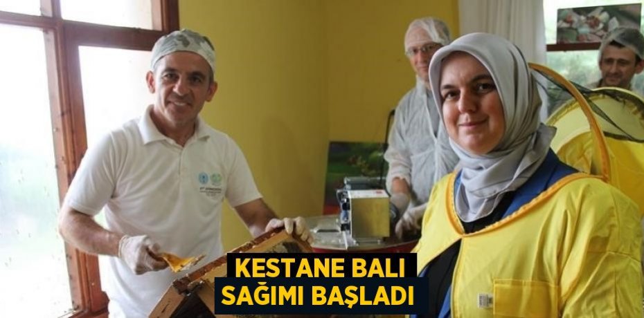 KESTANE BALI SAĞIMI BAŞLADI