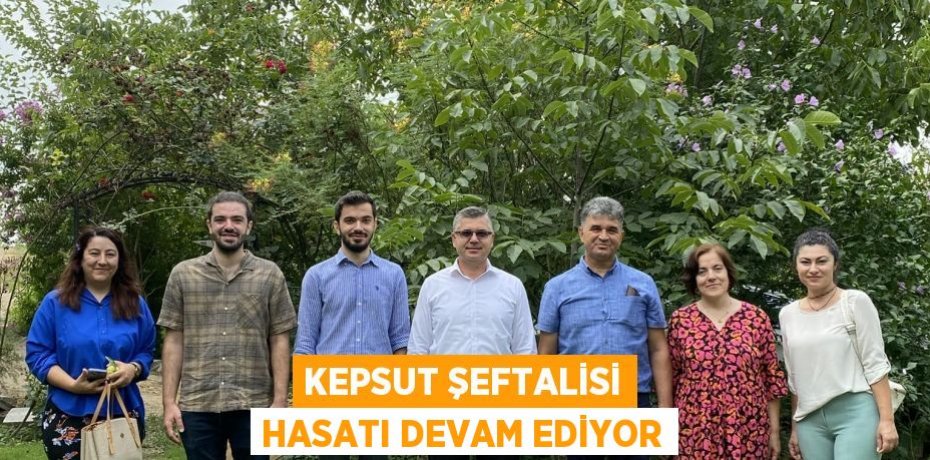 Kepsut Şeftalisi hasatı devam ediyor