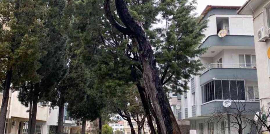 AĞAÇLAR KESİLİYOR