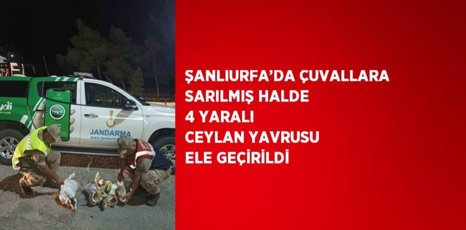 ŞANLIURFA’DA ÇUVALLARA SARILMIŞ HALDE 4 YARALI CEYLAN YAVRUSU ELE GEÇİRİLDİ