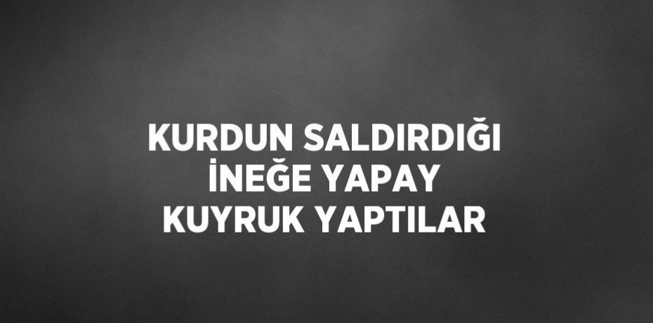 KURDUN SALDIRDIĞI İNEĞE YAPAY KUYRUK YAPTILAR