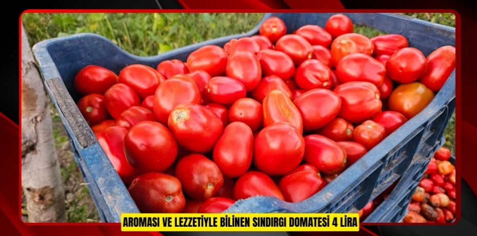 Aroması ve lezzetiyle bilinen Sındırgı domatesi 4 lira