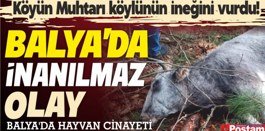 Köyün Muhtarı köylünün ineğini vurdu!  BALYA'DA İNANILMAZ OLAY...