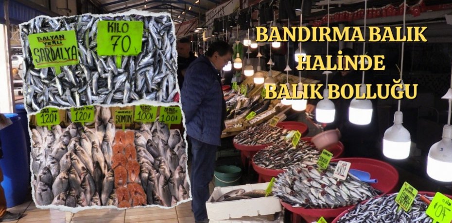Bandırma balık halinde balık bolluğu 