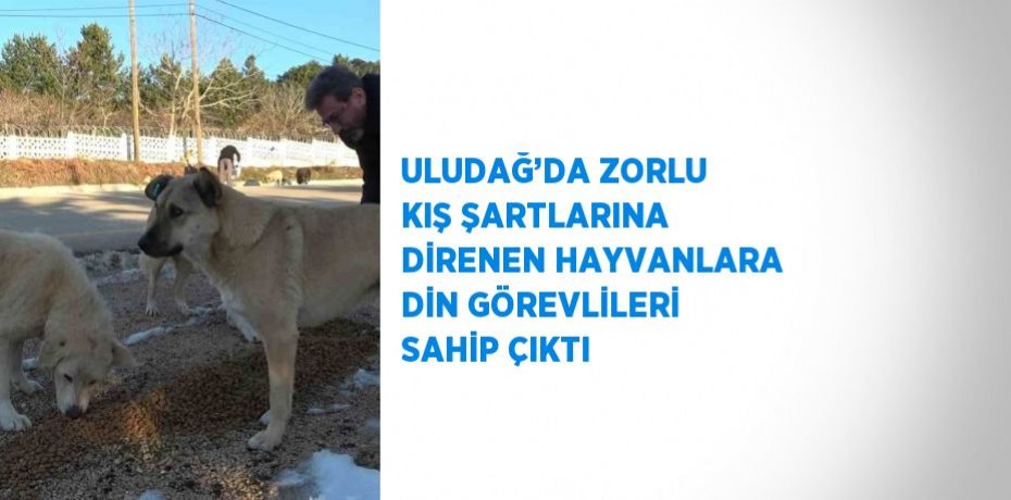 ULUDAĞ’DA ZORLU KIŞ ŞARTLARINA DİRENEN HAYVANLARA DİN GÖREVLİLERİ SAHİP ÇIKTI