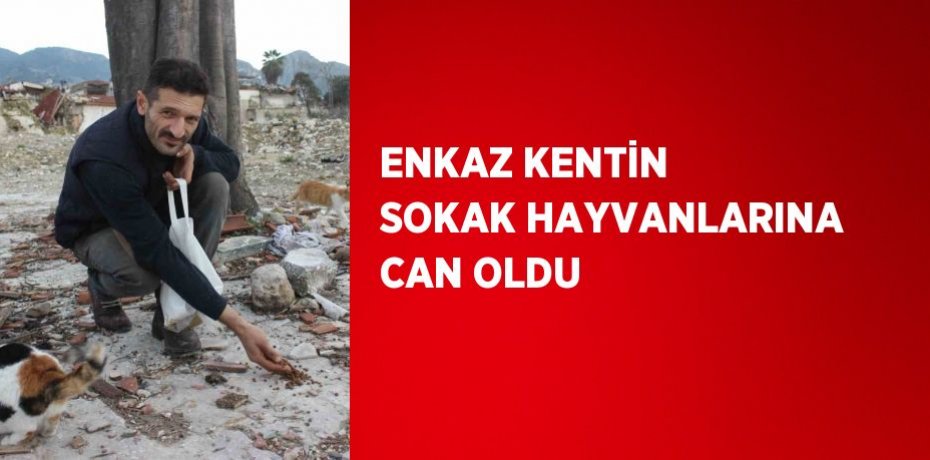 ENKAZ KENTİN SOKAK HAYVANLARINA CAN OLDU
