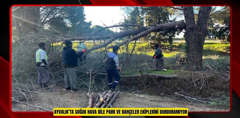 AYVALIK’TA SOĞUK HAVA BİLE PARK VE BAHÇELER EKİPLERİNİ DURDURAMIYOR