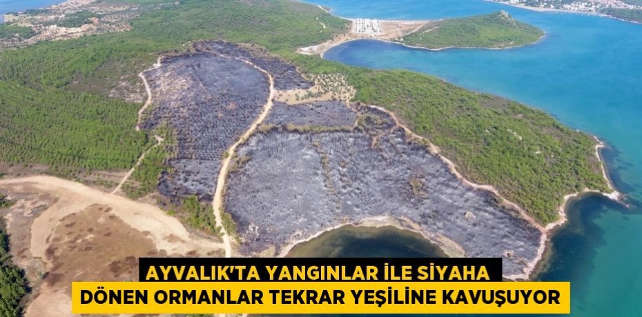 Ayvalık’ta yangınlar ile siyaha dönen ormanlar tekrar yeşiline kavuşuyor