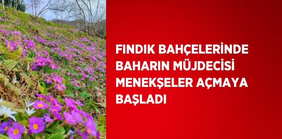 FINDIK BAHÇELERİNDE BAHARIN MÜJDECİSİ MENEKŞELER AÇMAYA BAŞLADI