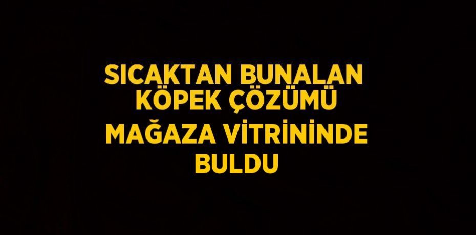 SICAKTAN BUNALAN KÖPEK ÇÖZÜMÜ MAĞAZA VİTRİNİNDE BULDU