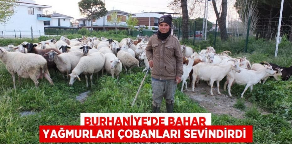 Burhaniye’de bahar yağmurları çobanları sevindirdi