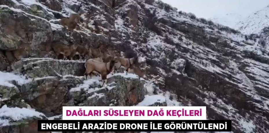 DAĞLARI SÜSLEYEN DAĞ KEÇİLERİ ENGEBELİ ARAZİDE DRONE İLE GÖRÜNTÜLENDİ
