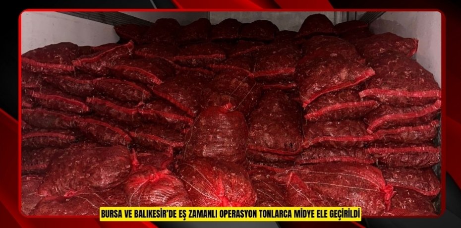 Bursa ve Balıkesir’de eş zamanlı operasyon: Tonlarca midye ele geçirildi  