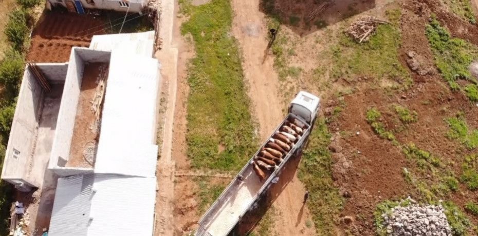 MUŞ’TAN BATI İLLERİNE KURBANLIK SEVKİYATI SÜRÜYOR