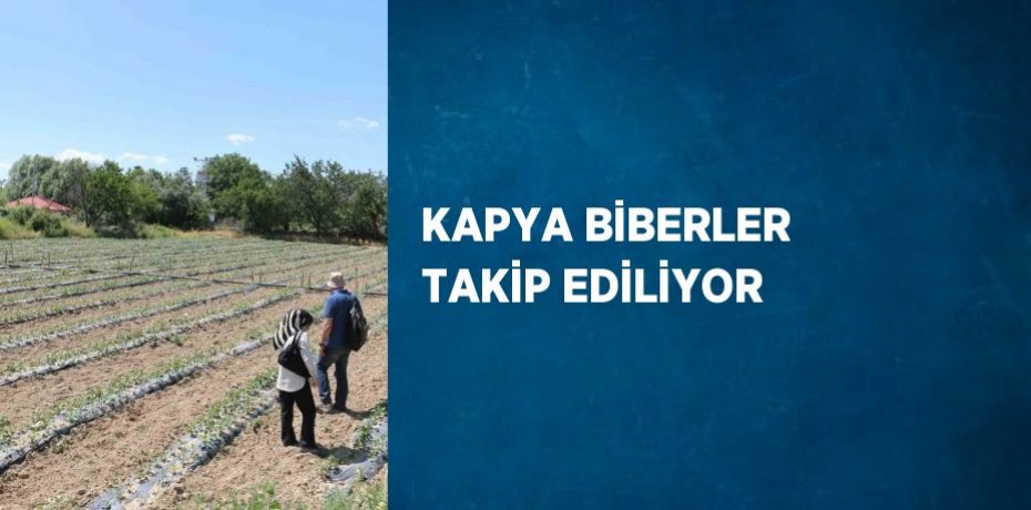 KAPYA BİBERLER TAKİP EDİLİYOR