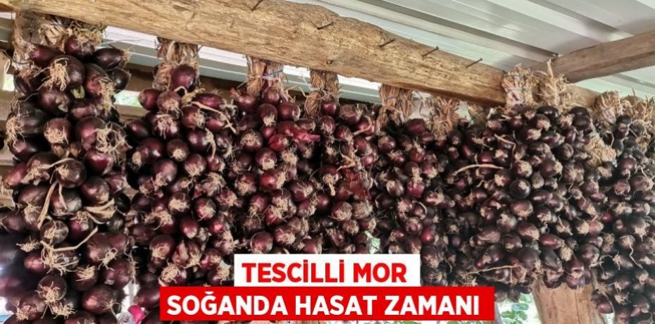 Tescilli mor soğanda hasat zamanı