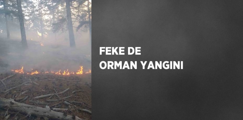 FEKE DE ORMAN YANGINI