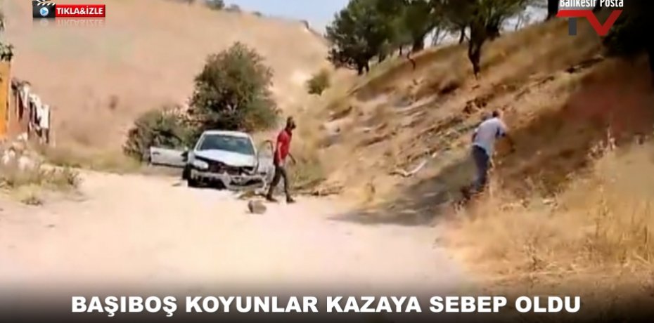 BAŞIBOŞ KOYUNLAR KAZAYA SEBEP OLDU