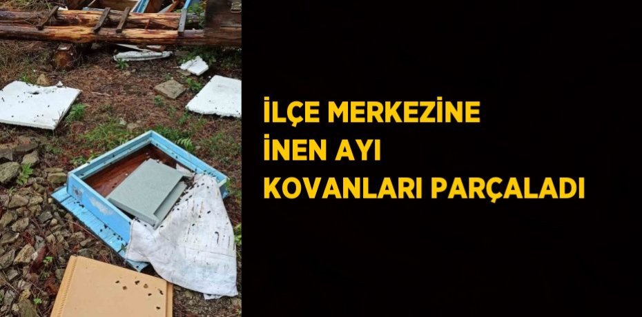 İLÇE MERKEZİNE İNEN AYI KOVANLARI PARÇALADI