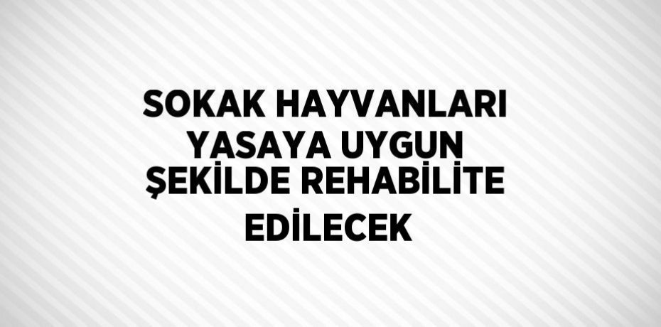 SOKAK HAYVANLARI YASAYA UYGUN ŞEKİLDE REHABİLİTE EDİLECEK