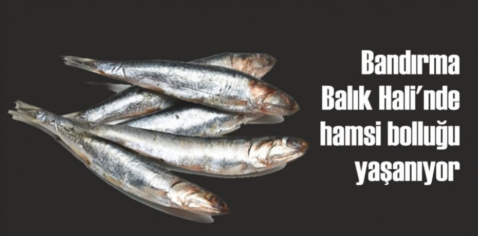 Bandırma Balık Hali'nde hamsi bolluğu yaşanıyor