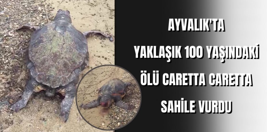 Ayvalık'ta yaklaşık 100 yaşındaki ölü Caretta Caretta sahile vurdu  