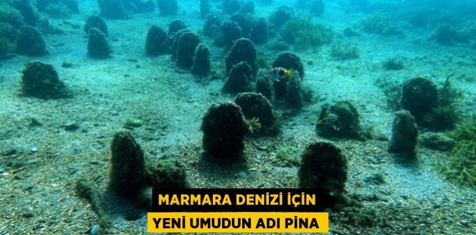 Marmara Denizi için yeni umudun adı PİNA