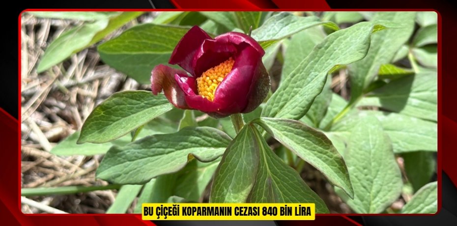 Bu çiçeği koparmanın cezası 840 bin lira 
