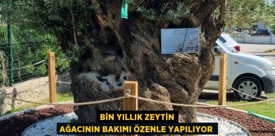 Bin yıllık zeytin ağacının bakımı özenle yapılıyor