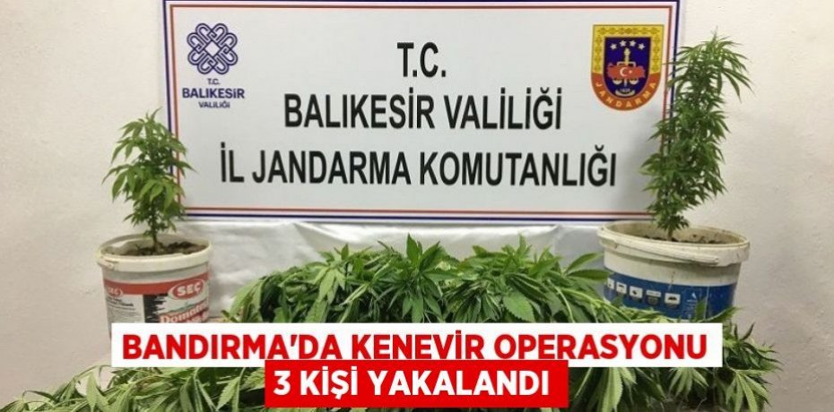 Bandırma'da kenevir operasyonu 3 kişi yakalandı