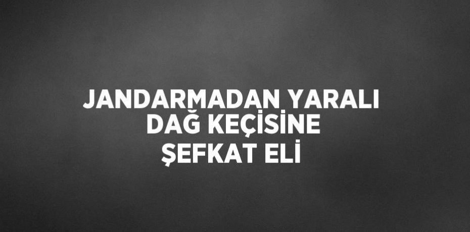 JANDARMADAN YARALI DAĞ KEÇİSİNE ŞEFKAT ELİ