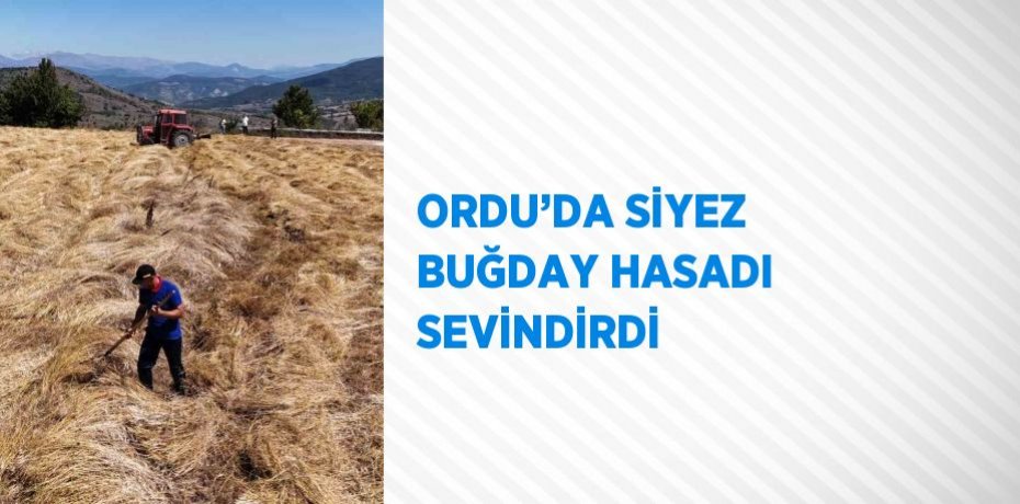 ORDU’DA SİYEZ BUĞDAY HASADI SEVİNDİRDİ